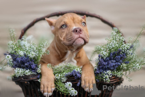 Additional photos: American Bully