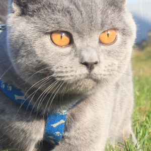 Photo №1. british shorthair - for sale in the city of Gomel | 171$ | Announcement № 3795