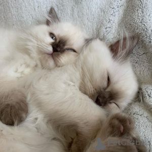 Photo №3. Ragamuffin Kittens available now. Netherlands