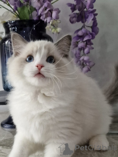 Photo №3. Cuddly Ragdoll Kittens for Sale Calm and Loving Personalities. Germany