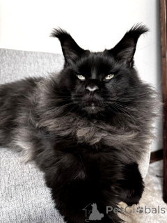 Photo №2 to announcement № 145484 for the sale of maine coon - buy in Russian Federation from nursery, breeder