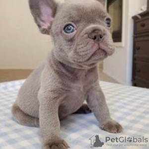 Photo №1. french bulldog - for sale in the city of Helsinki | 424$ | Announcement № 129751