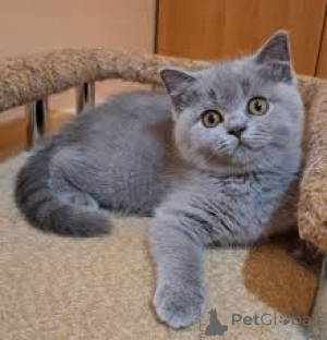 Photo №4. I will sell british shorthair in the city of Brussels. private announcement, breeder - price - 599$