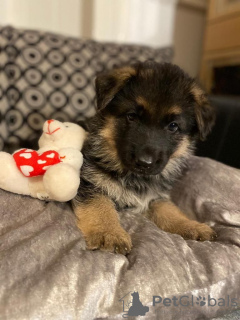 Photo №3. Adorable german shepherd puppies. Russian Federation