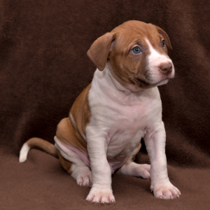 Photo №1. american pit bull terrier - for sale in the city of Minsk | 350$ | Announcement № 3314