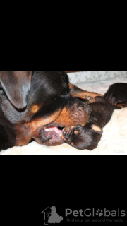 Photo №2 to announcement № 21338 for the sale of rottweiler - buy in Russian Federation from nursery