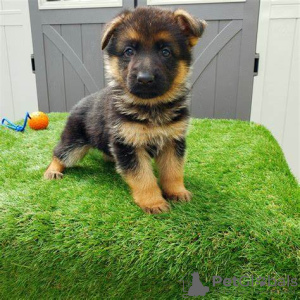 Photo №2 to announcement № 109115 for the sale of german shepherd, rottweiler - buy in Germany private announcement, breeder