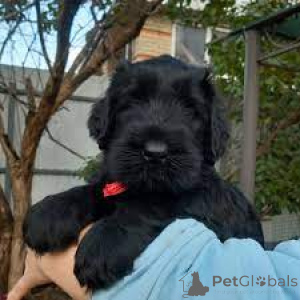 Photo №2 to announcement № 157205 for the sale of giant schnauzer - buy in Germany private announcement, breeder