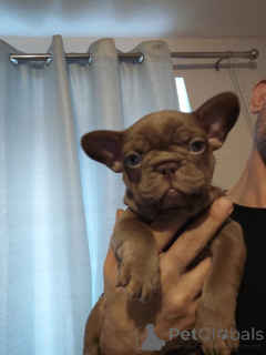 Photo №3.  Adorable Puppies Ready to Melt Your Heart! . United States