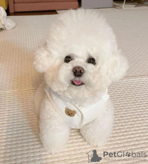 Photo №1. bichon frise - for sale in the city of Helsinki | negotiated | Announcement № 70028