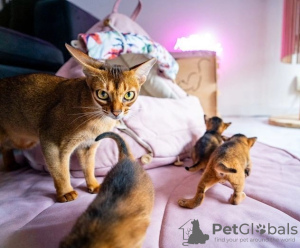Photo №1. abyssinian cat - for sale in the city of Rapid City | 500$ | Announcement № 87066