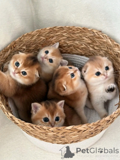 Photo №1. scottish fold - for sale in the city of Berlin | 282$ | Announcement № 136520