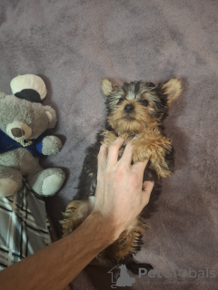 Additional photos: Yorkie puppy.