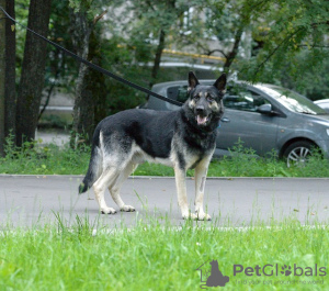 Photo №1. east-european shepherd - for sale in the city of Москва | Is free | Announcement № 7885