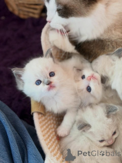 Photo №3. Elegant Ragdoll Kittens for Sale Gentle Hearts and Beautiful Blue Eyes. Netherlands