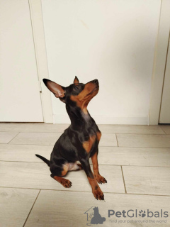 Photo №2 to announcement № 121604 for the sale of miniature pinscher - buy in Estonia private announcement