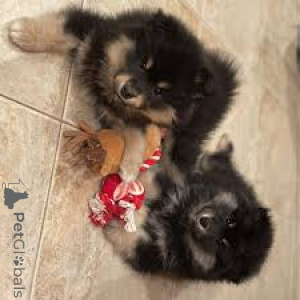 Photo №2 to announcement № 169377 for the sale of finnish lapphund - buy in Finland private announcement, breeder