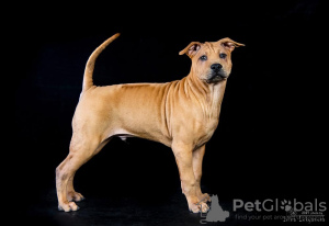 Photo №3. THAI RIDGEBACK. Russian Federation