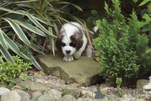 Photo №1. st. bernard - for sale in the city of Chemnitz | 539$ | Announcement № 99357