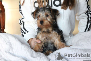 Photo №1. yorkshire terrier - for sale in the city of Rostock | 423$ | Announcement № 63811