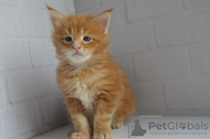 Photo №1. maine coon - for sale in the city of Yekaterinburg | 1200$ | Announcement № 21508