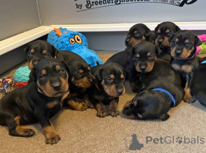 Photo №2 to announcement № 137492 for the sale of  - buy in Switzerland private announcement