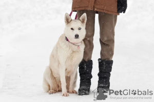 Photo №1. non-pedigree dogs - for sale in the city of Москва | Is free | Announcement № 82812