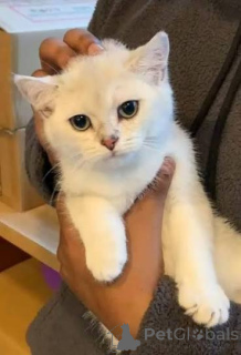 Photo №3. British Shorthair Kittens For Sale. United Kingdom
