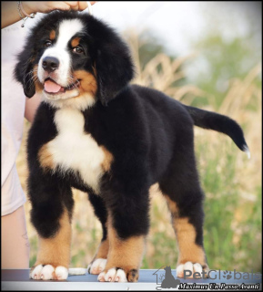 Photo №4. I will sell bernese mountain dog in the city of Belgrade. breeder - price - negotiated