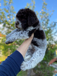 Photo №1. lagotto romagnolo - for sale in the city of Kragujevac | negotiated | Announcement № 111675