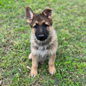 Photo №2 to announcement № 45812 for the sale of german shepherd - buy in United States private announcement