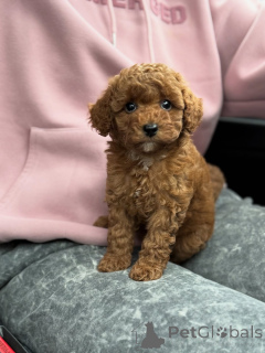 Photo №3. Meet Milo the tiny bundle of joy who fills every day with smiles, snuggles, and. Netherlands