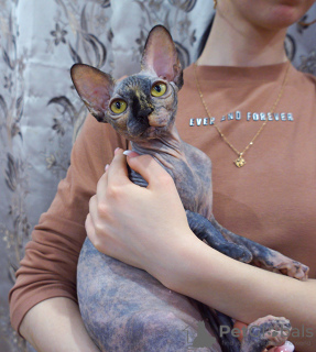 Photo №3. Canadian Sphynx kittens. Russian Federation