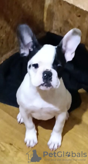 Photo №2 to announcement № 133129 for the sale of french bulldog - buy in Poland private announcement