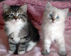 Photo №2 to announcement № 160696 for the sale of siberian cat - buy in Belgium 