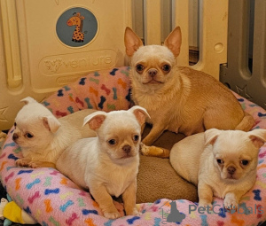 Photo №1. non-pedigree dogs - for sale in the city of IVANCICE | negotiated | Announcement № 173360