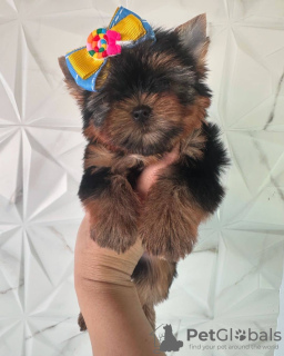 Photo №2 to announcement № 132210 for the sale of non-pedigree dogs - buy in Spain private announcement