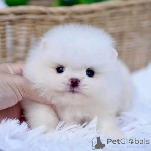 Photo №1.  - for sale in the city of Karakol | negotiated | Announcement № 161934