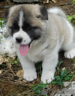 Photo №1. akita - for sale in the city of Davos | 300$ | Announcement № 18760