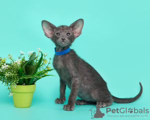 Photo №3. Oriental cats. Russian Federation