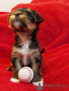 Photo №2 to announcement № 20725 for the sale of yorkshire terrier - buy in Germany private announcement