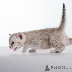 Photo №3. Fearless, playful, and full of charm meet Kai, our wild little prince with a. Sweden