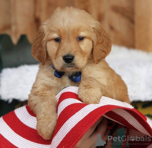 Photo №2 to announcement № 99387 for the sale of golden retriever - buy in Germany private announcement