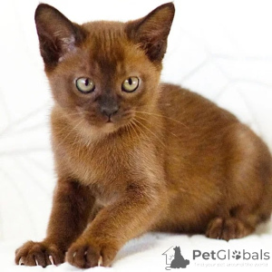 Photo №1. burmese cat - for sale in the city of Essingen | 361$ | Announcement № 176680