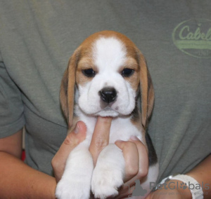 Additional photos: Beagle puppies are looking for