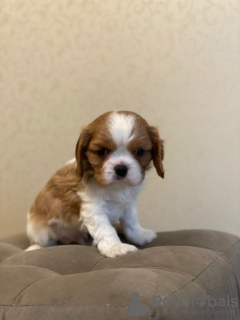 Photo №2 to announcement № 9815 for the sale of cavalier king charles spaniel - buy in Russian Federation breeder
