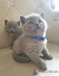Photo №1. british shorthair - for sale in the city of Zürich | Is free | Announcement № 138797