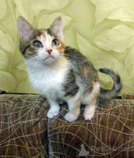 Photo №3. Girl Iriska is looking for a home!. Russian Federation