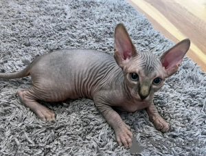 Photo №1. sphynx-katze - for sale in the city of Lille | negotiated | Announcement № 114679