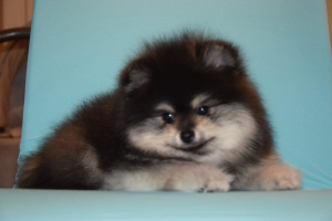 Photo №1. pomeranian - for sale in the city of Москва | 801$ | Announcement № 4966